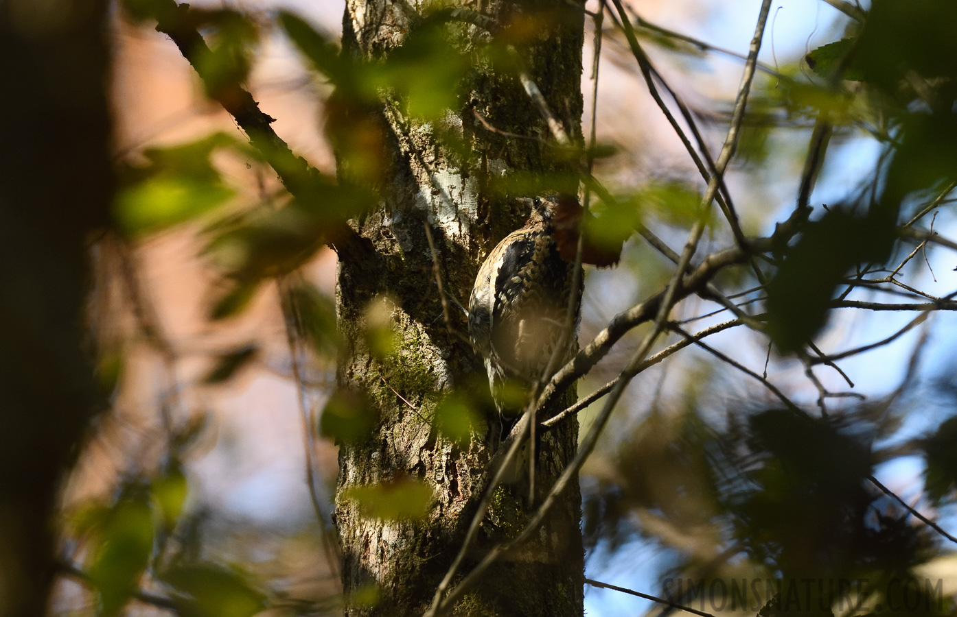 Sphyrapicus varius [400 mm, 1/640 sec at f / 7.1, ISO 1600]